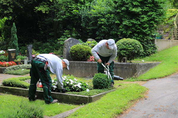Gärtner säubern und beschneiden eine Grabbepflanzung - Link zu: Jahrepflege