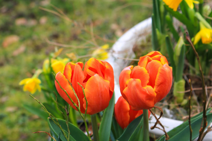 Orange-gelbe Tulpen