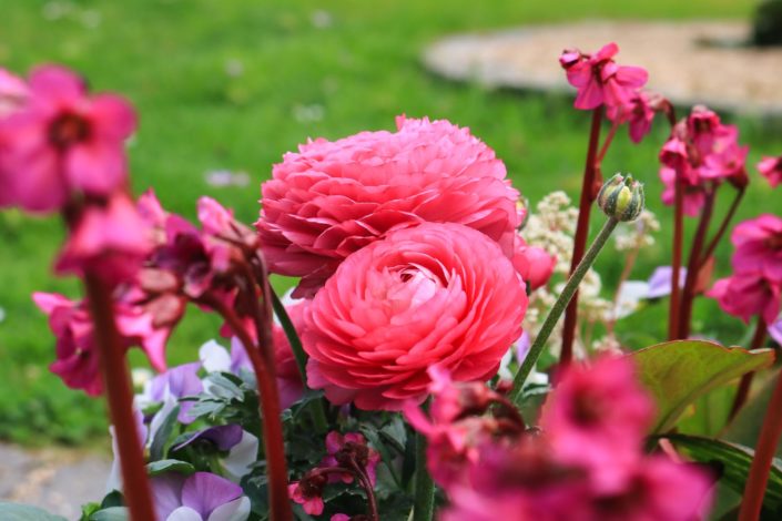 Bildausschnitt mit verschiedenen pinkfarbenen Blüten