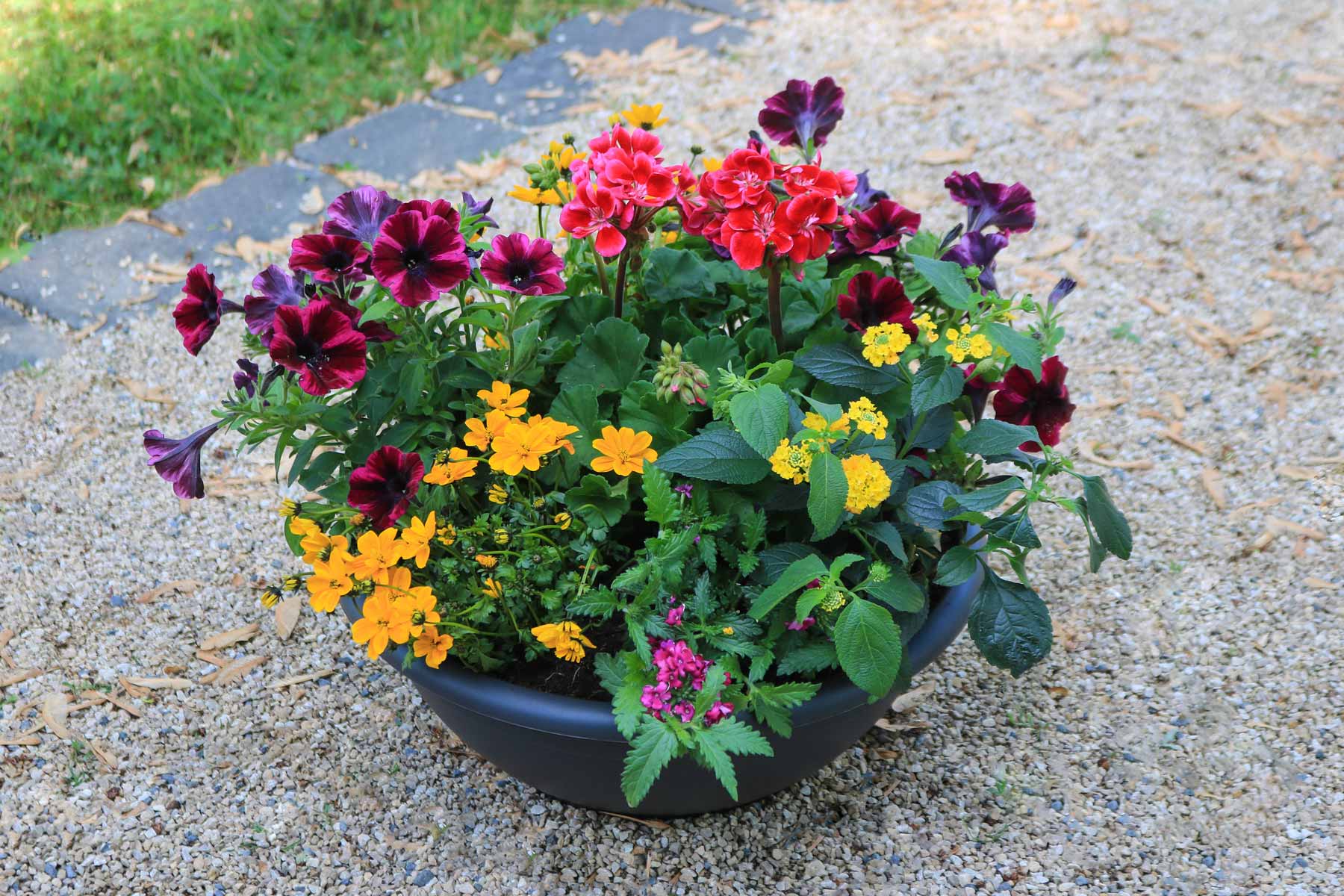Angebot gepflanzte Schale 29,- Euro